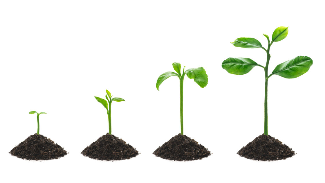 Mindset shifts to unlock your fundraising potential. Four saplings in a row, all in different stages of growth.